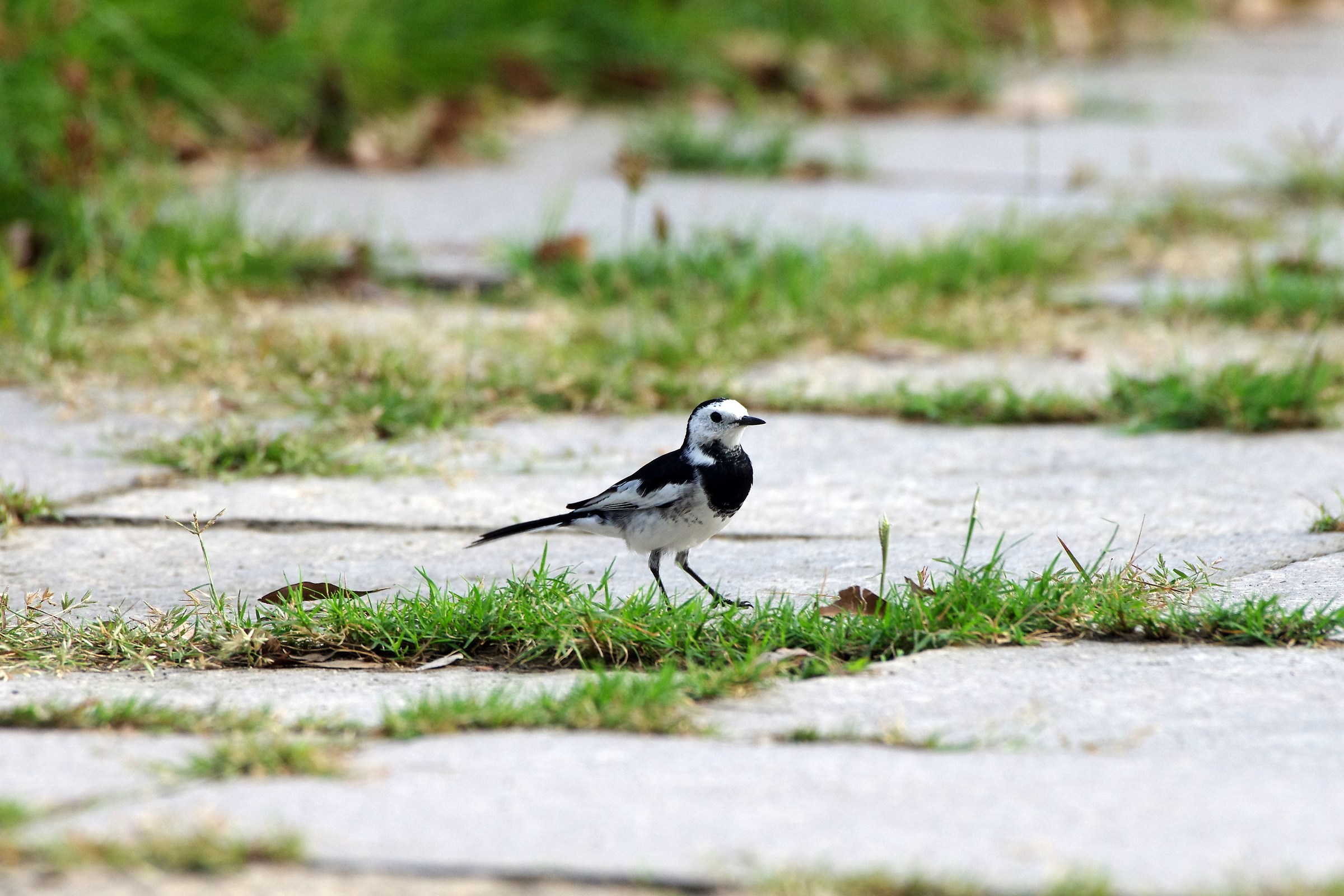 White Wagtail