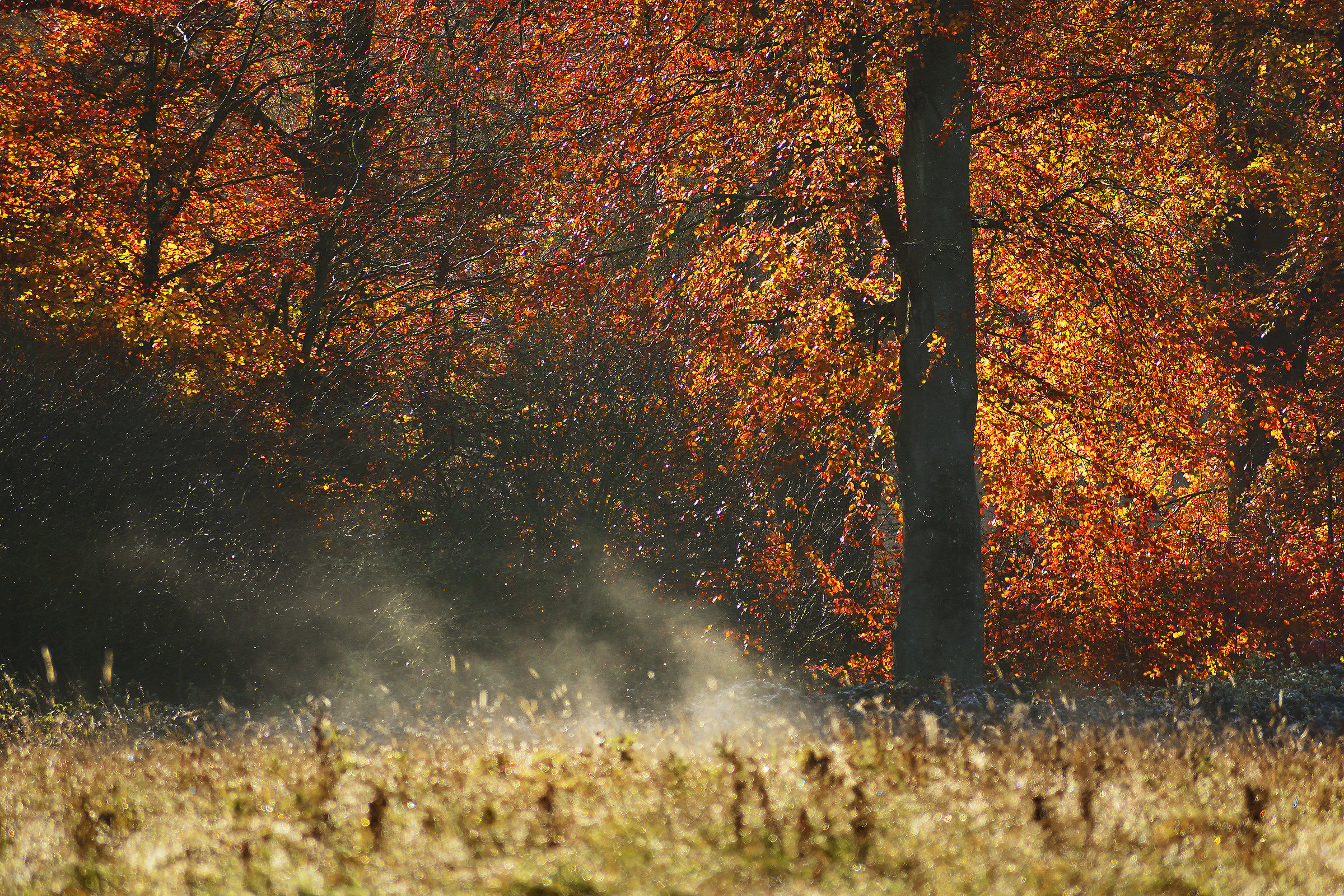 Ice & Fire (Fire + Ice, Baby)