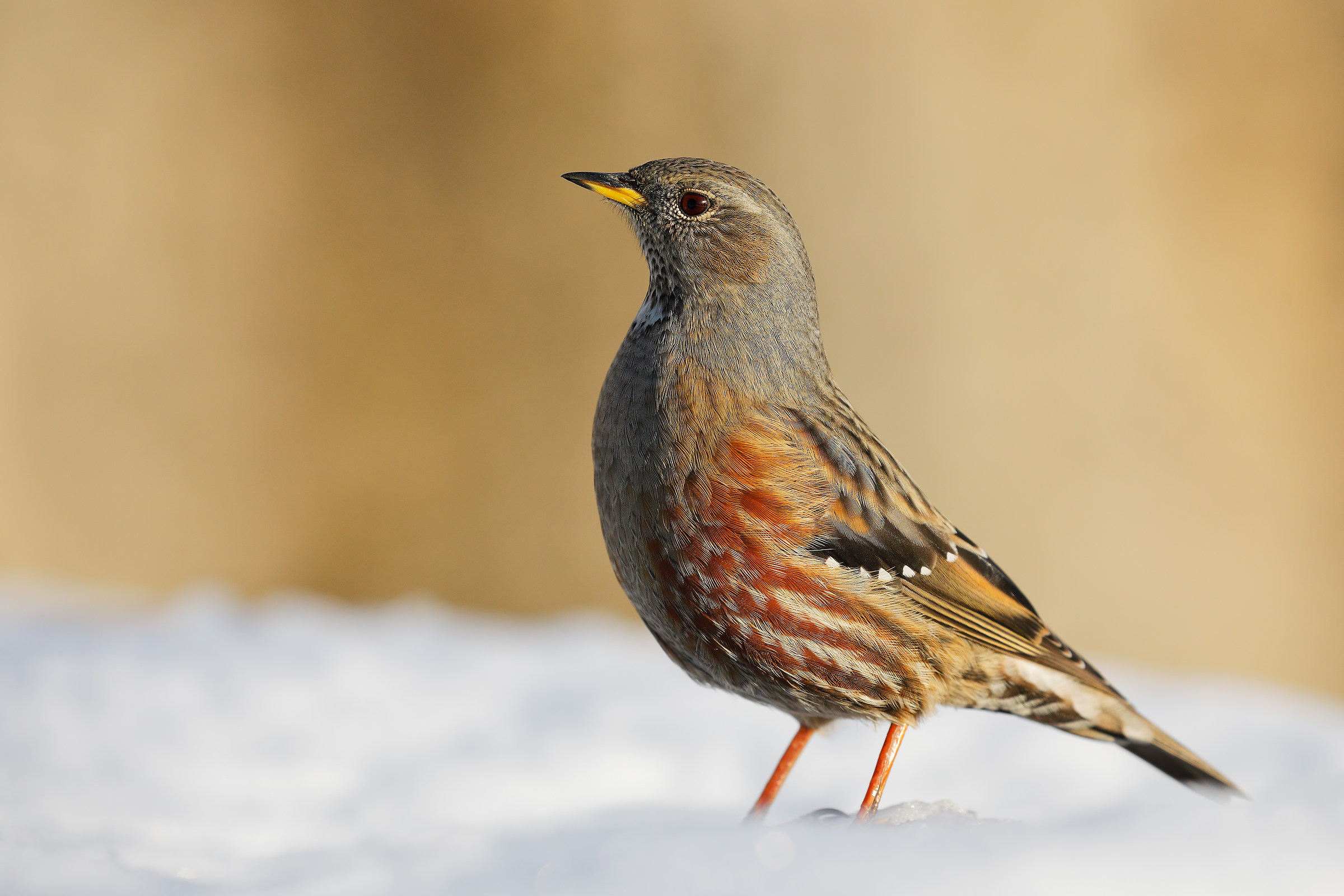 Accentor