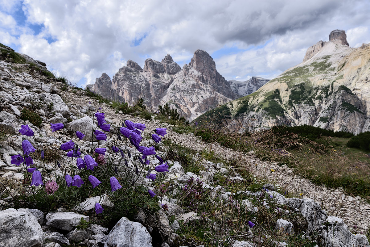 Campanule d'alta quota