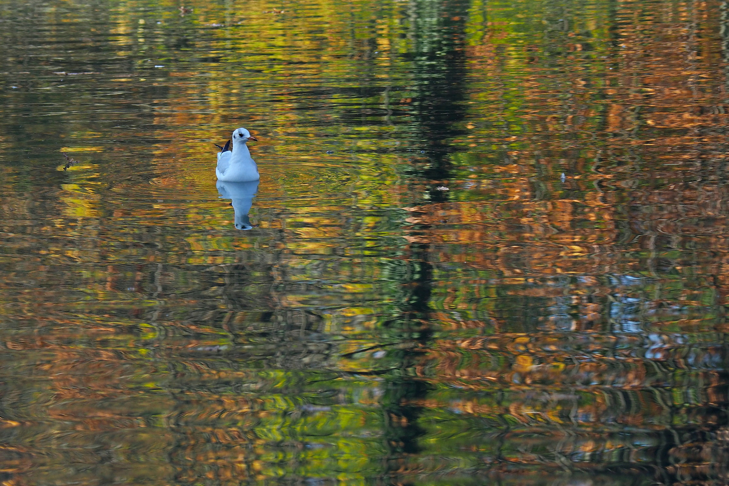 Autumn Gull