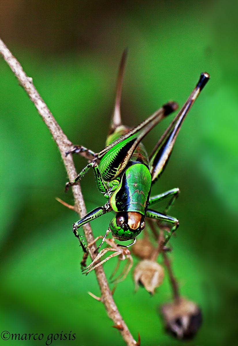 Tirata quasi da discoteca (Eupholidoptera Chabrieri)