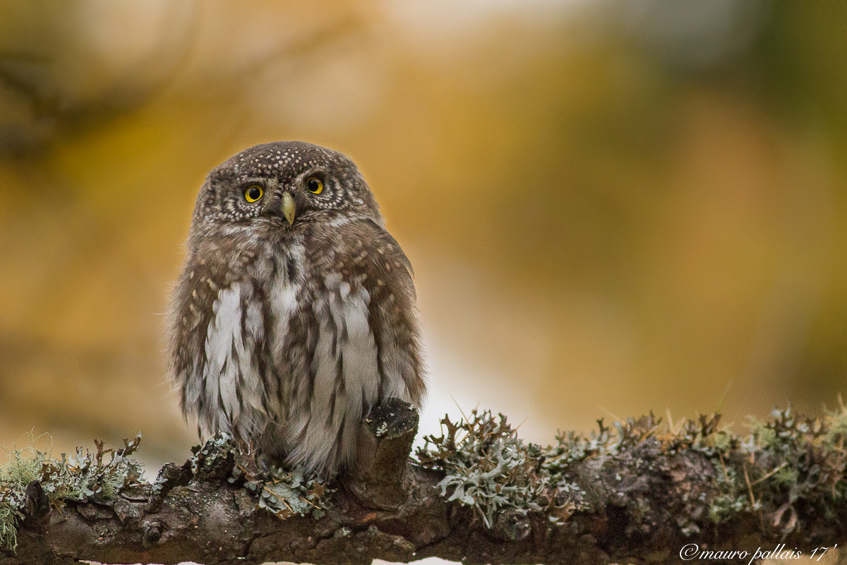 dwarf owl