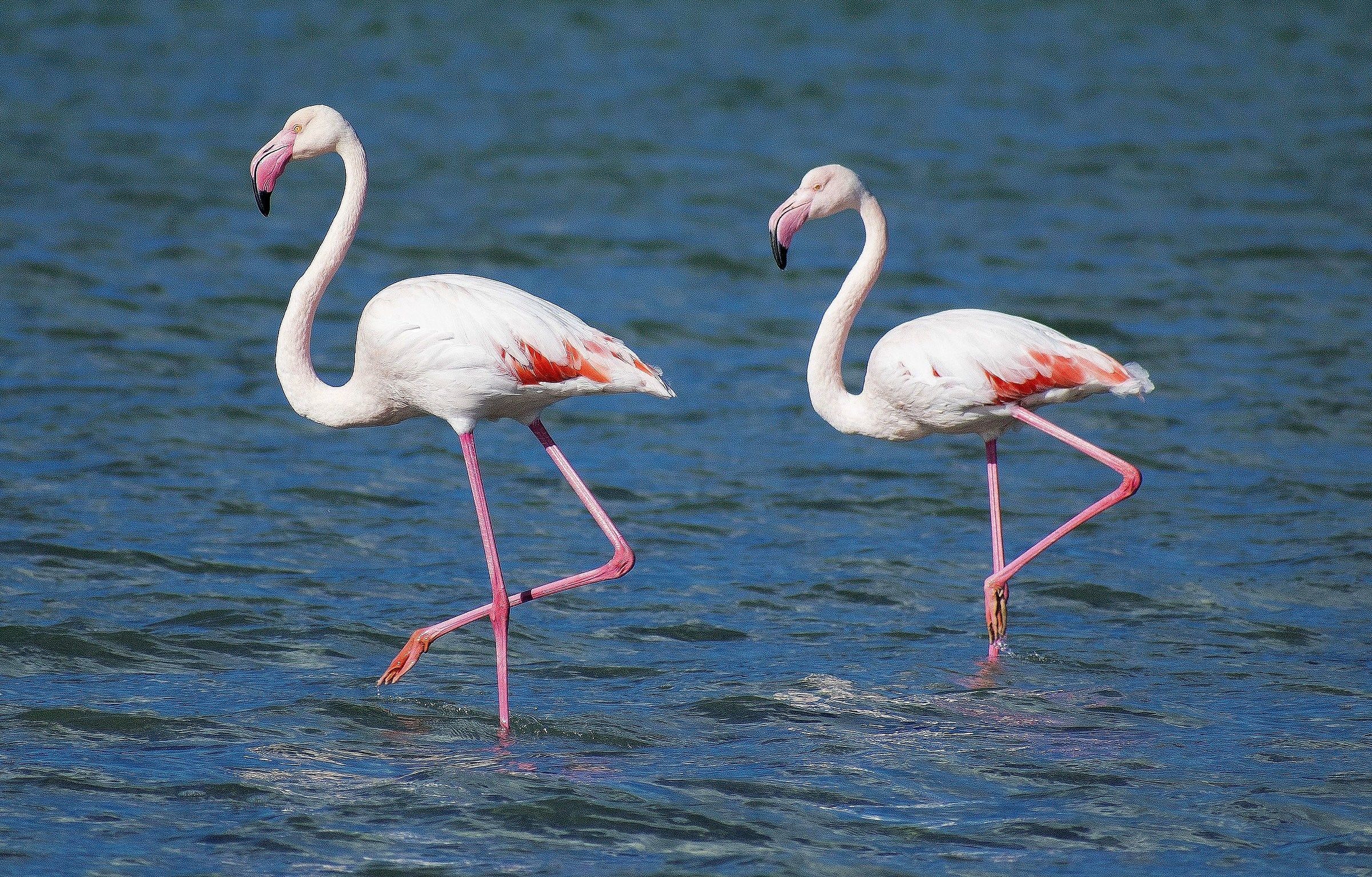 Flamingos