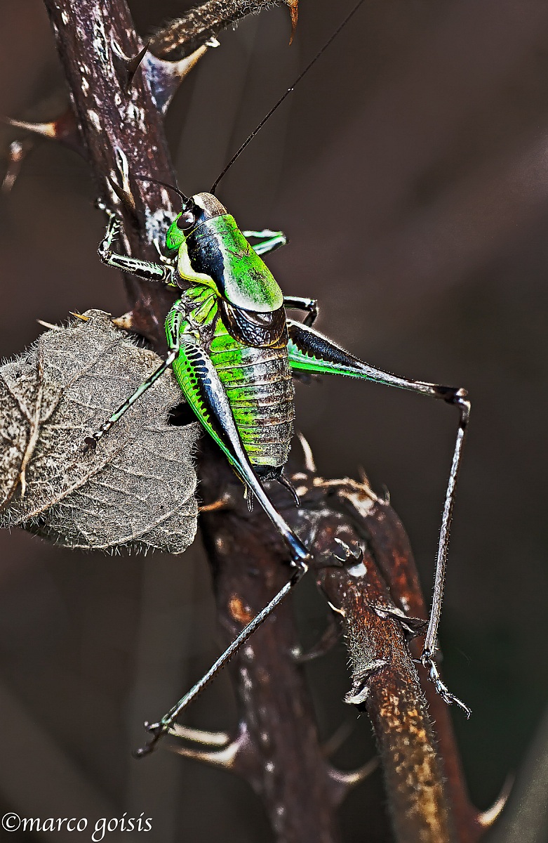 Eupholidoptera Chabrieri