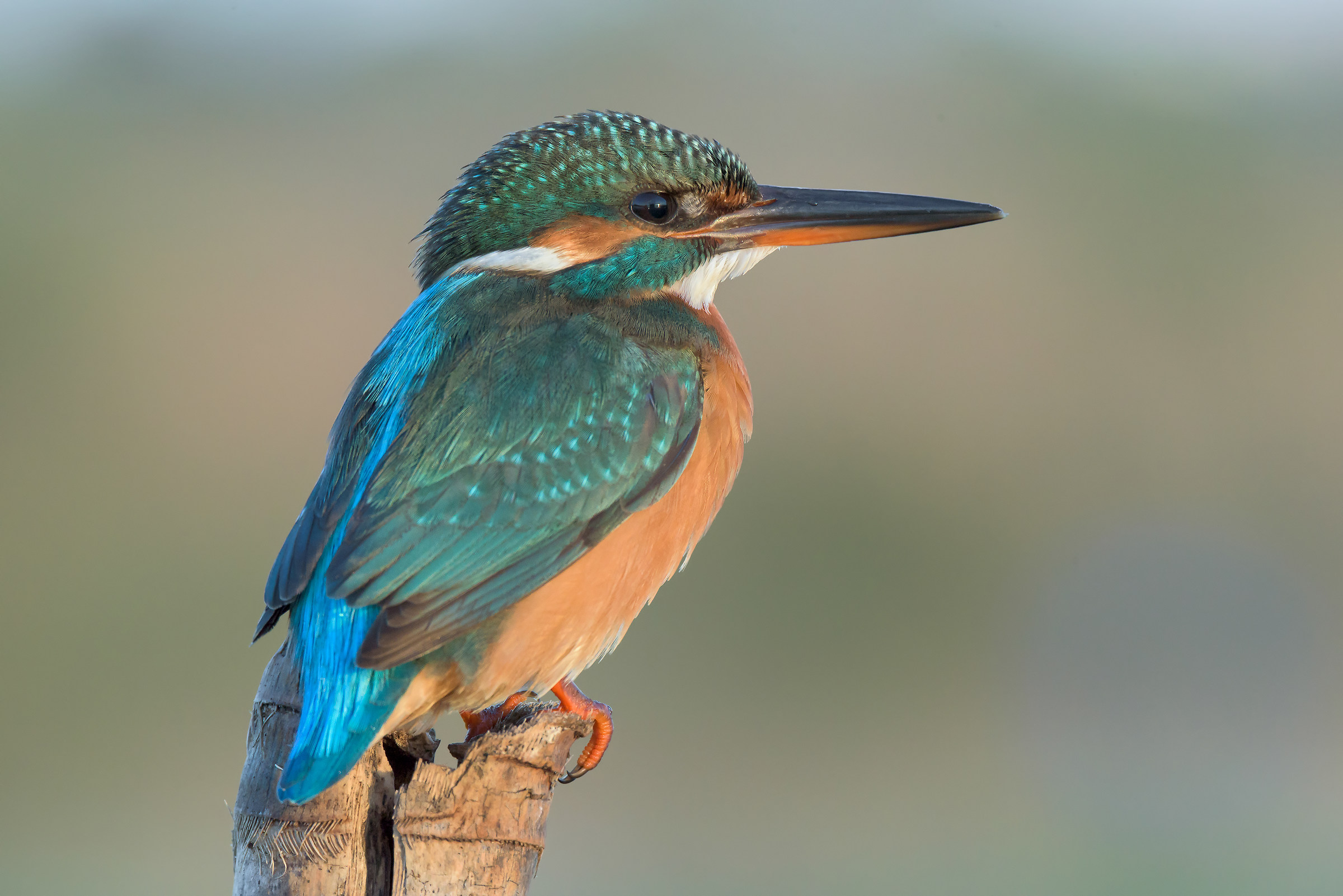 Kingfisher