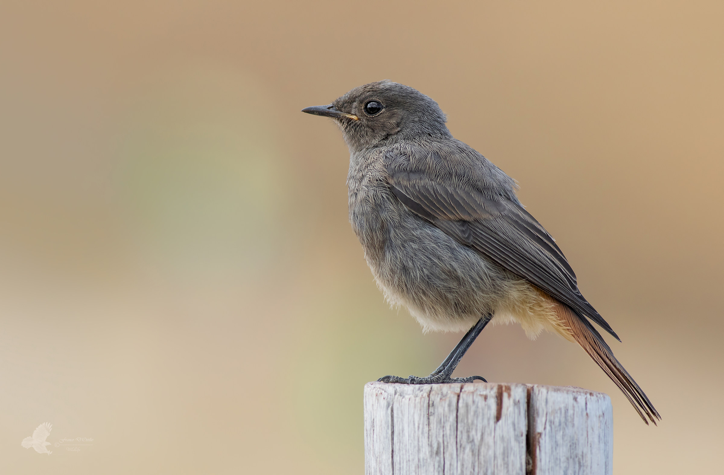 Giovane codirosso spazzacamino