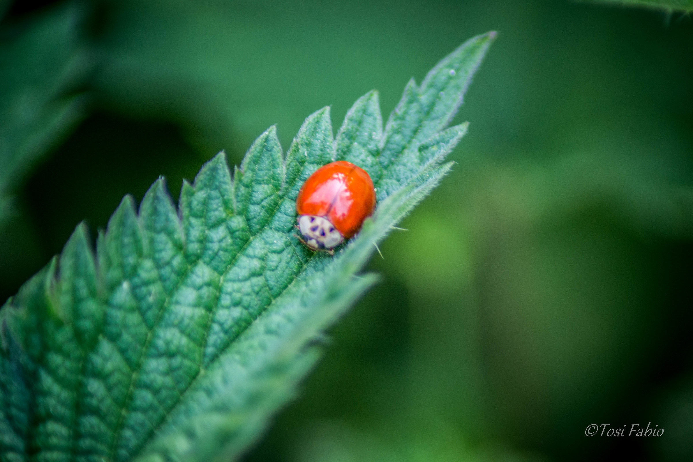 Ladybug
