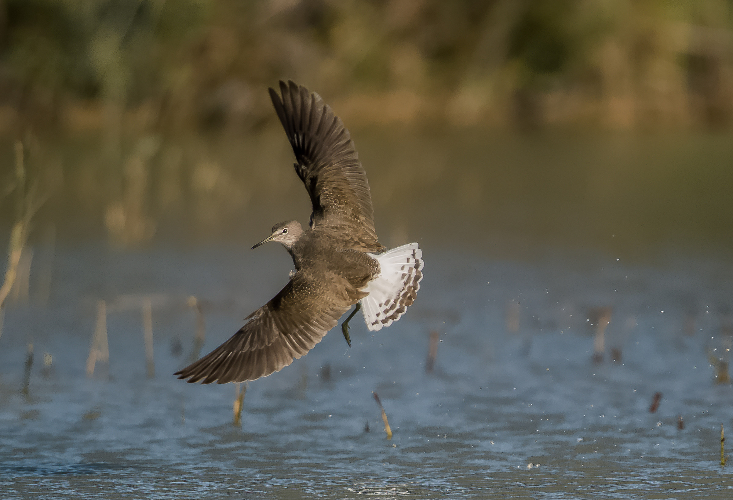 piro-piro culbianco (Tringa ochropus)
