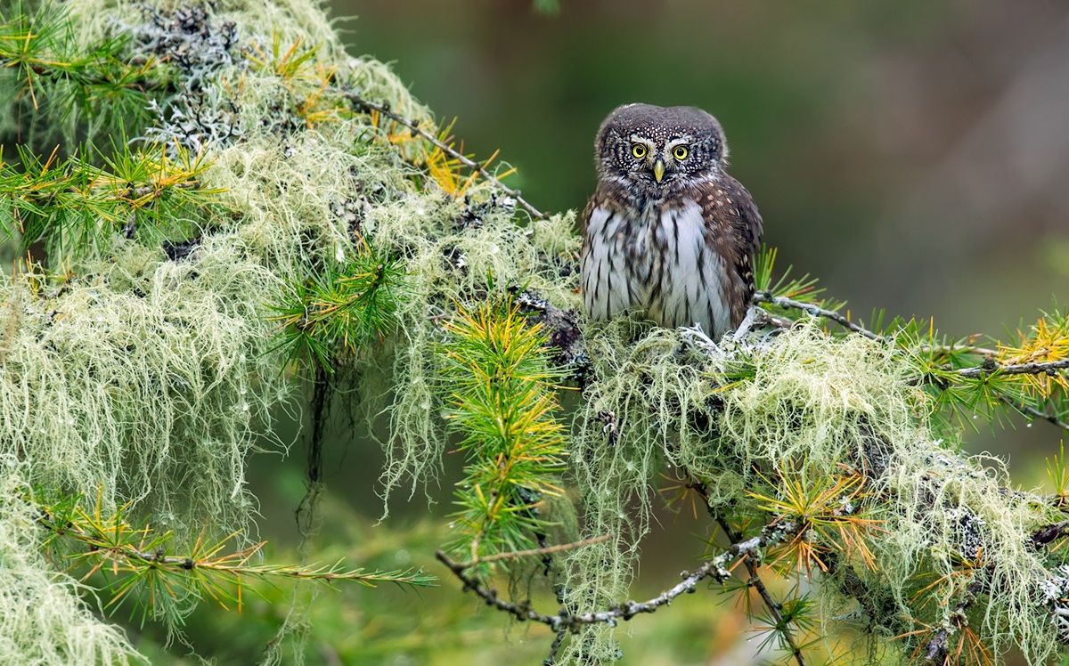 Civetta Nana Autunnale
