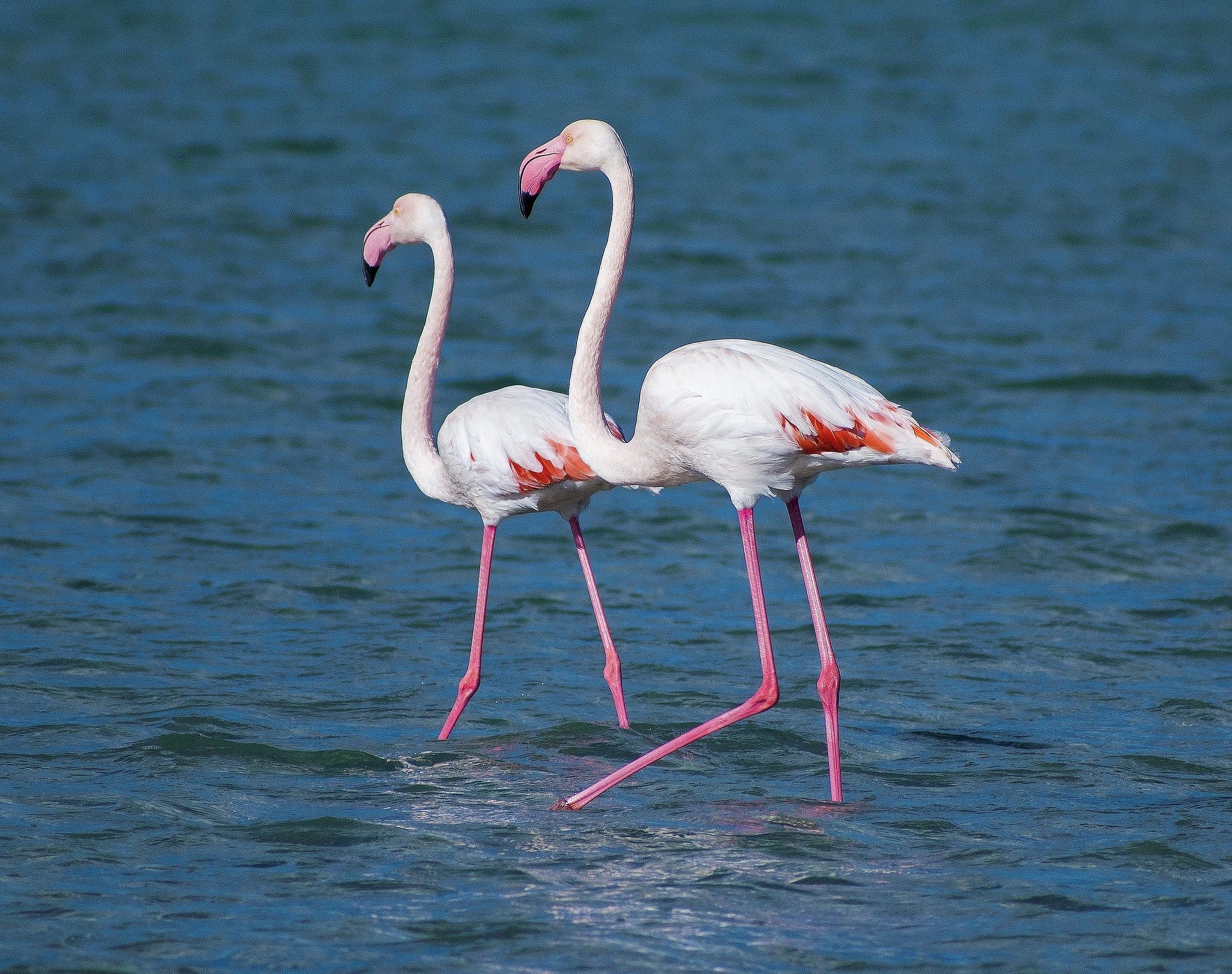 Flamingos 2