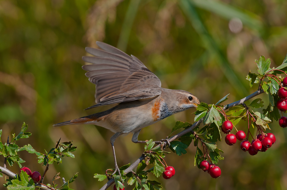 Bluethroat and berries