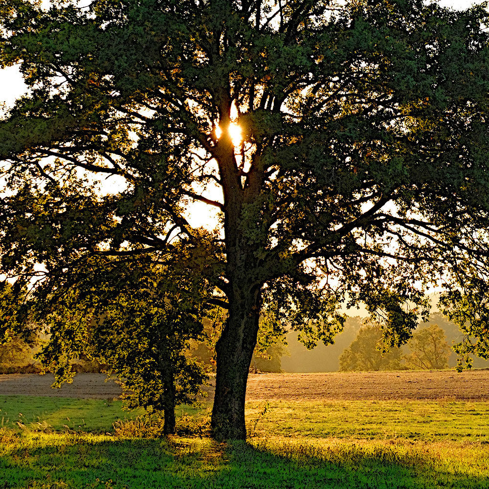 Arbre au soleil couchant