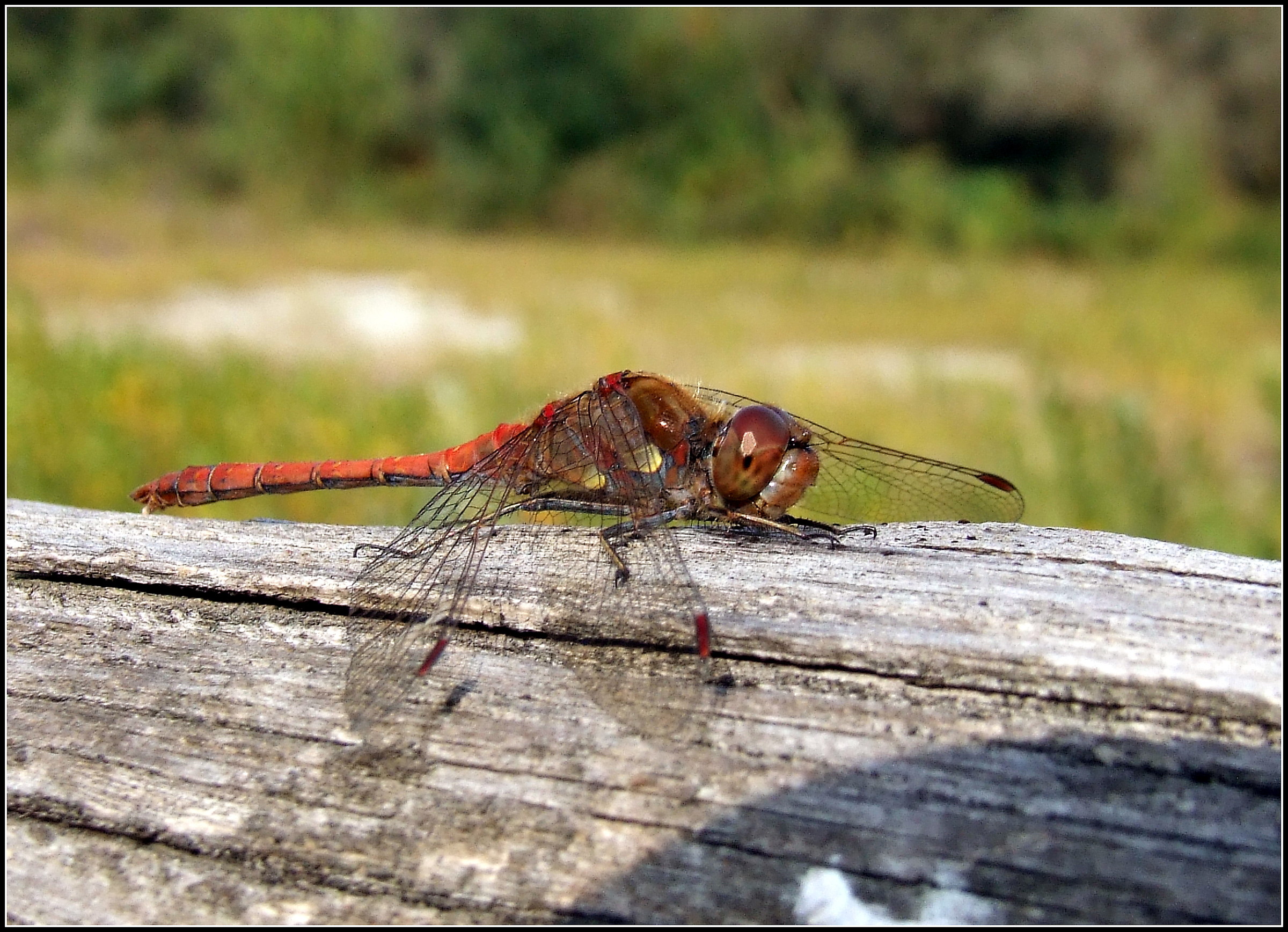 " Sympetrum striolatum " maschio...