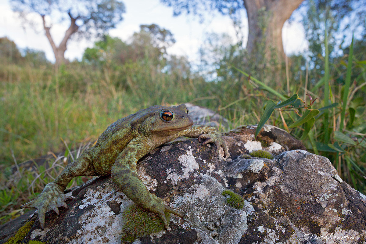 Common toad