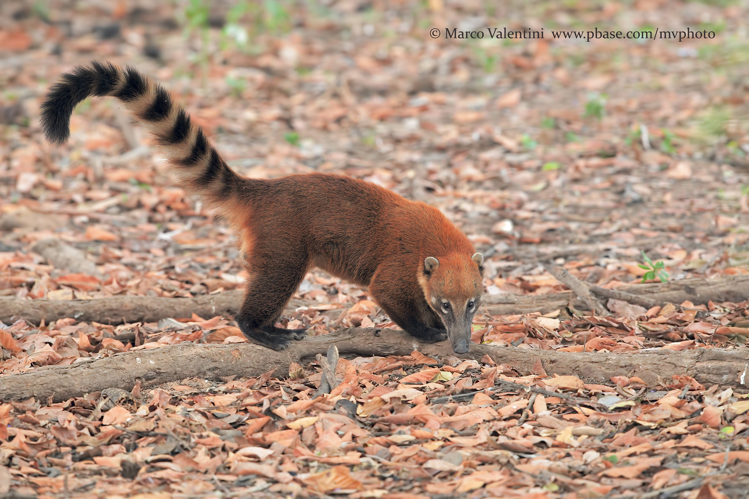 Coati