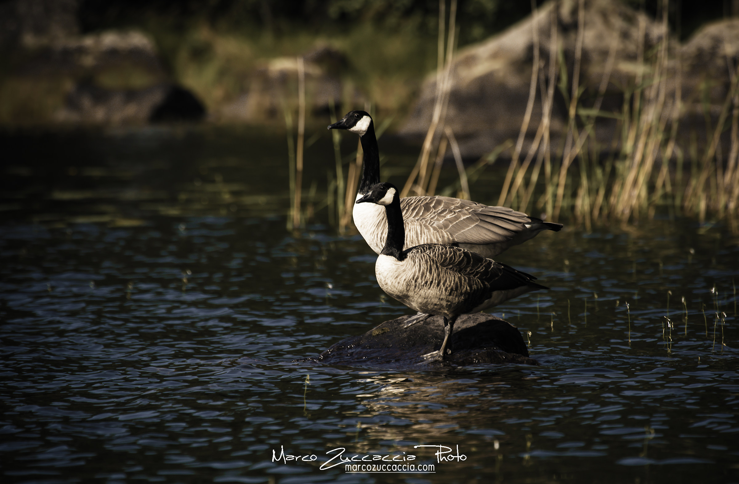 Lake of Kukkia - Canadanhanhi (Canadian goose)