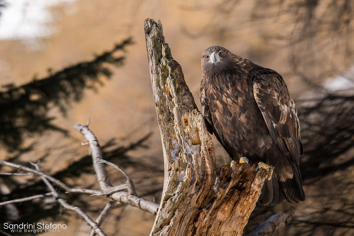 Golden Eagle