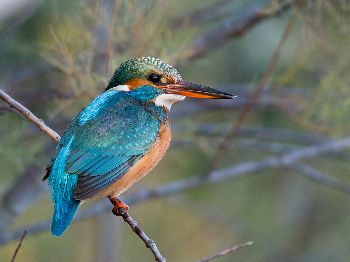 Fisherman Martin (female)