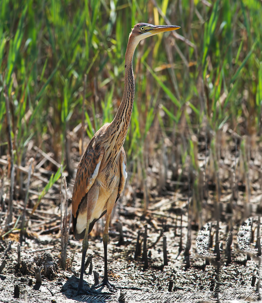 Purple Heron (Ardea purpurea)