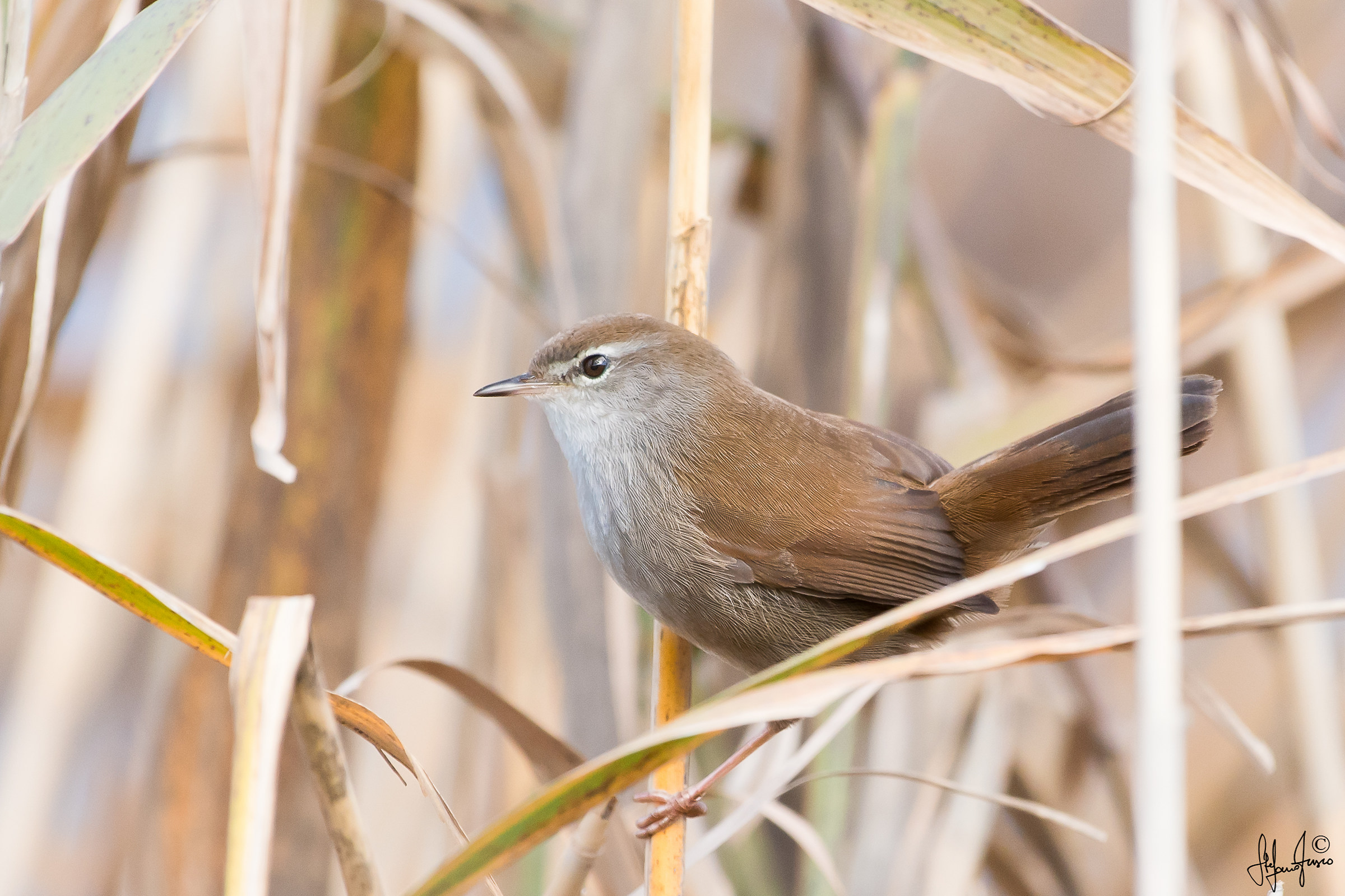 Usignolo di fiume-9489