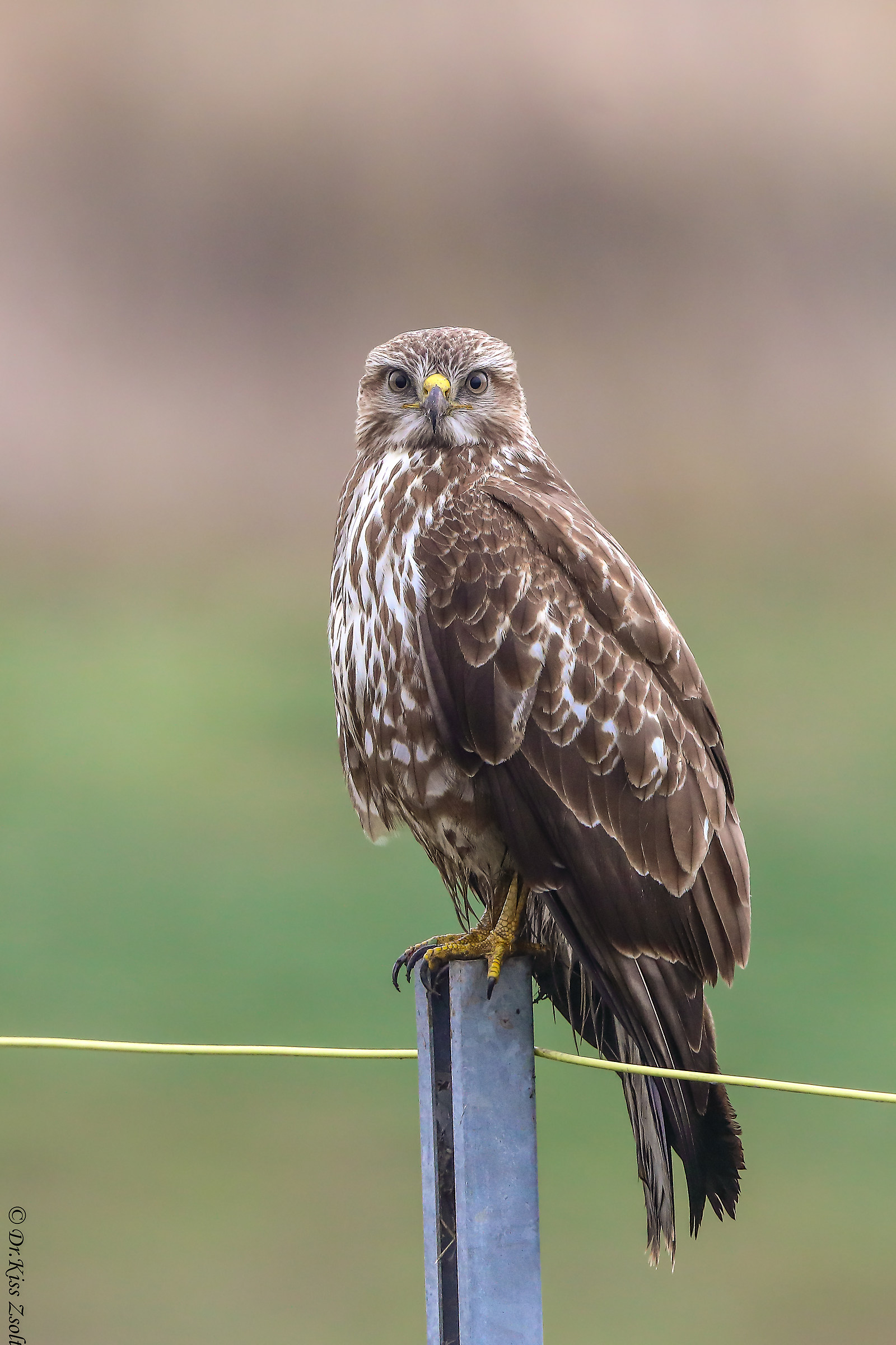Poiana in autostrada