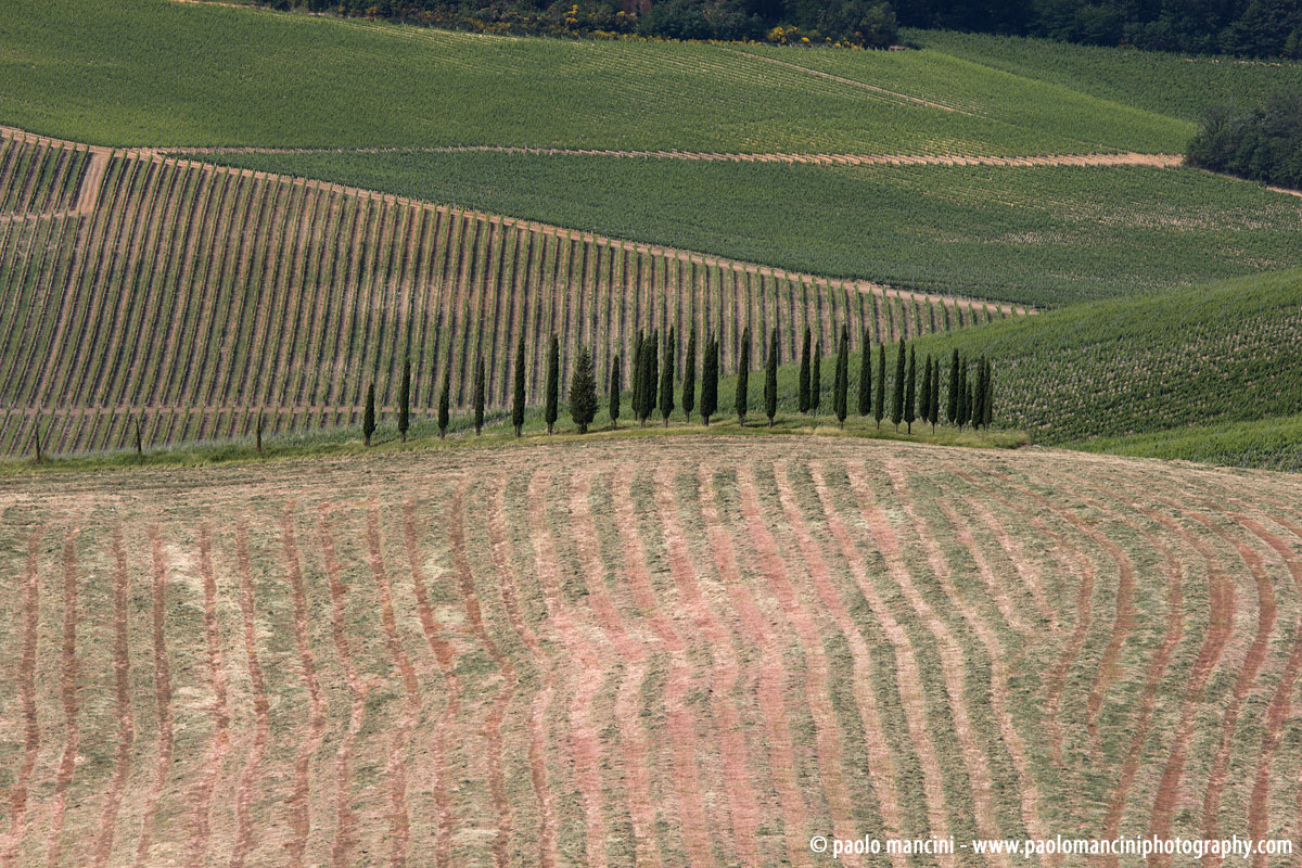 Cypresses, Tuscany