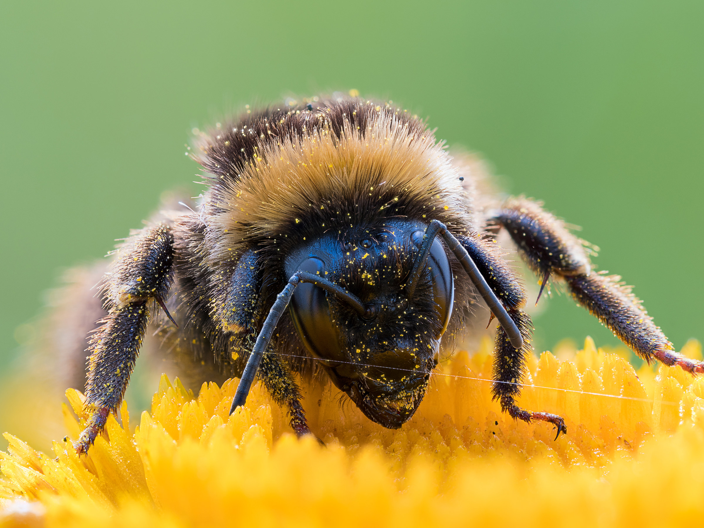 Bombus sp.