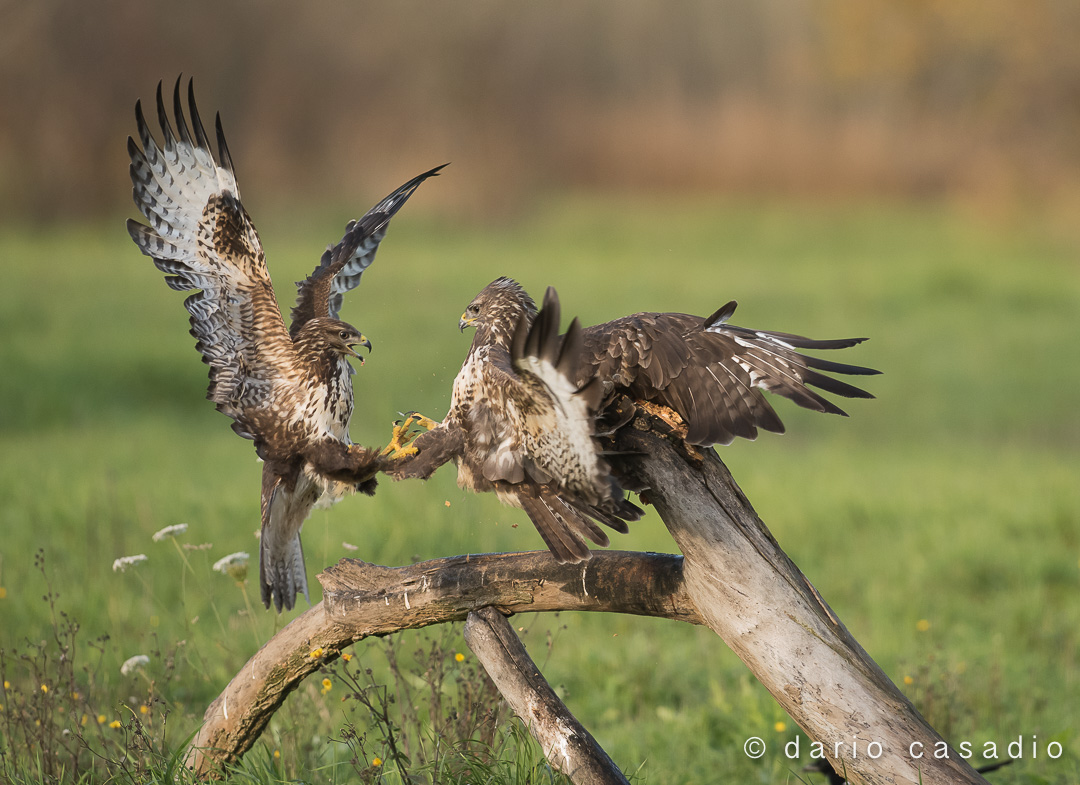 Buttons in competition