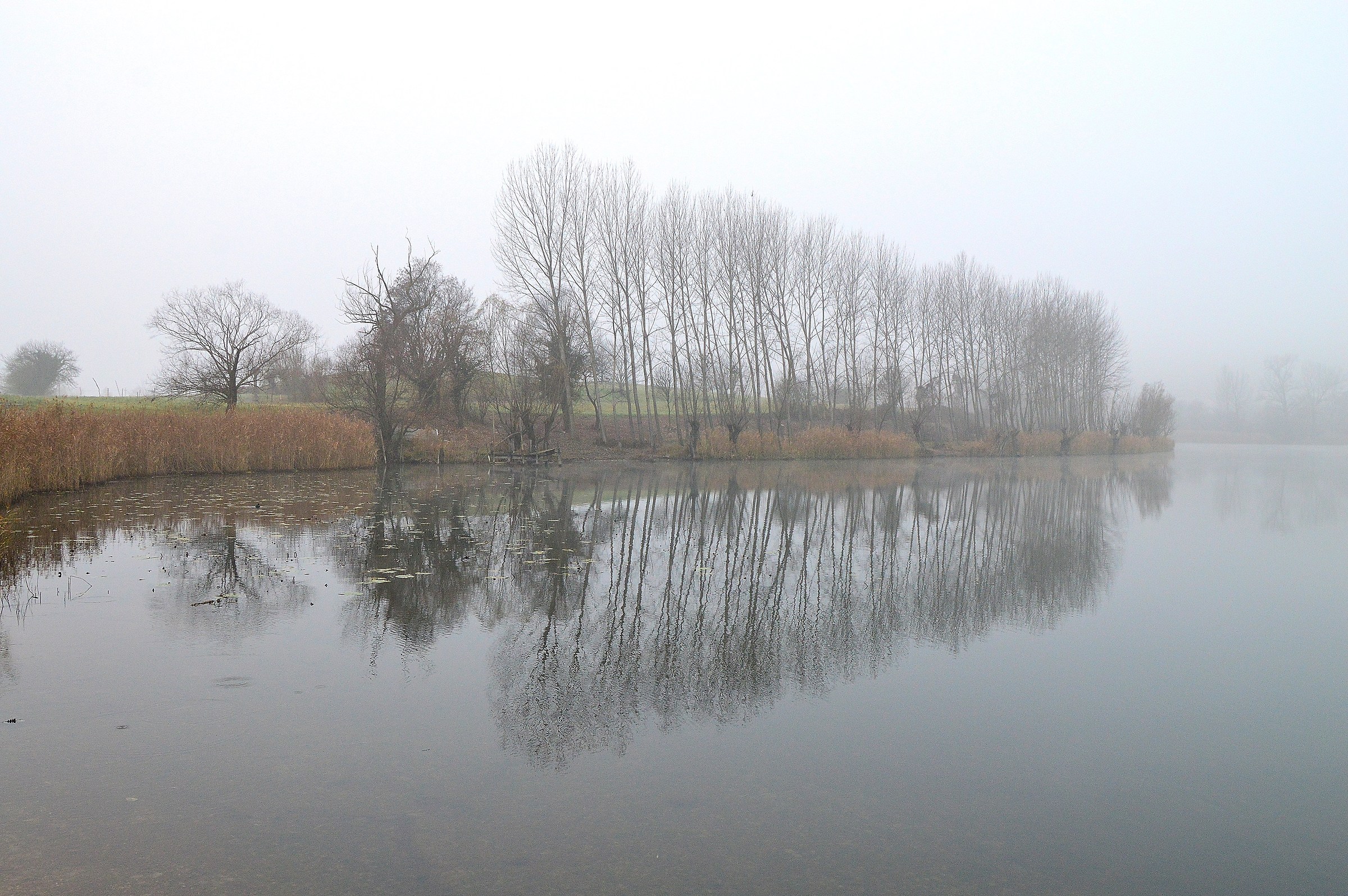 Poplars by the lake