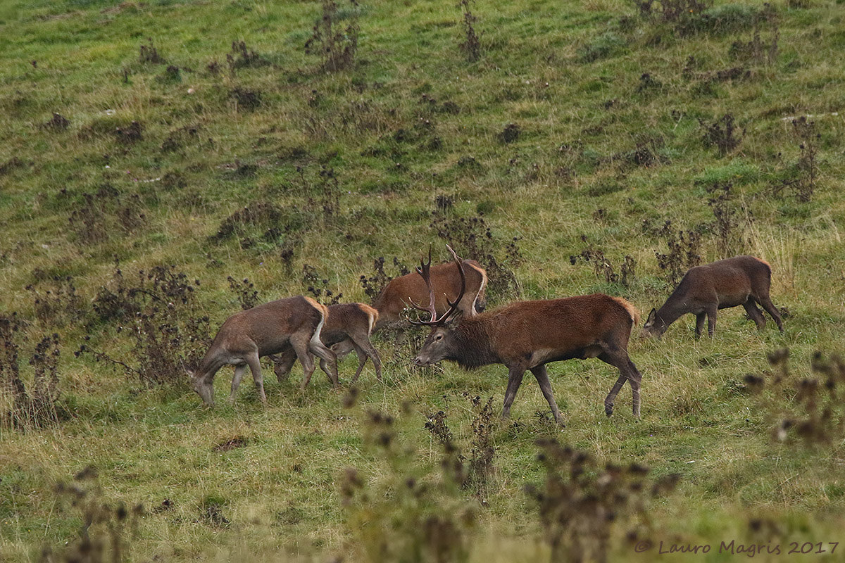 The deer and his harem