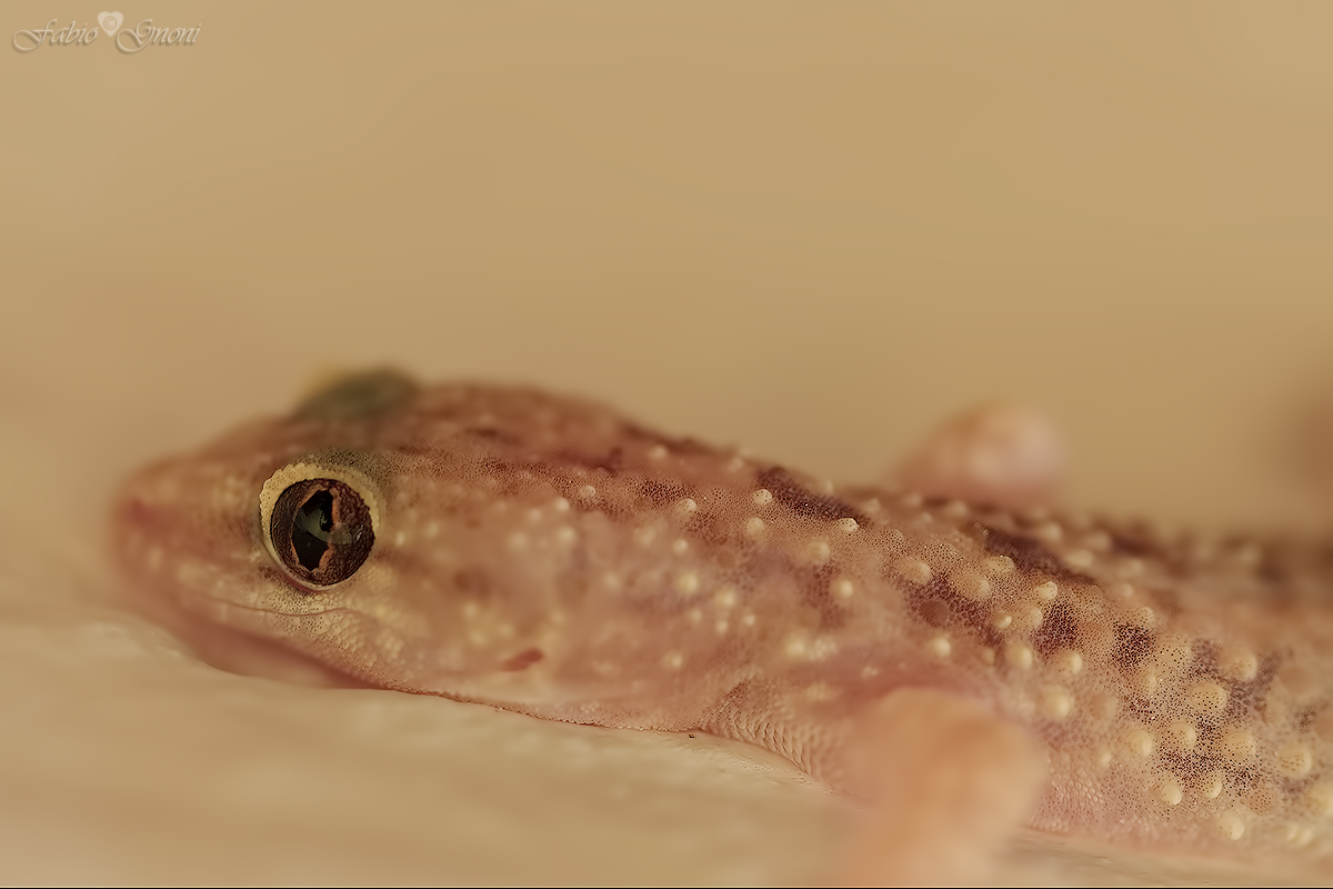 Gecko