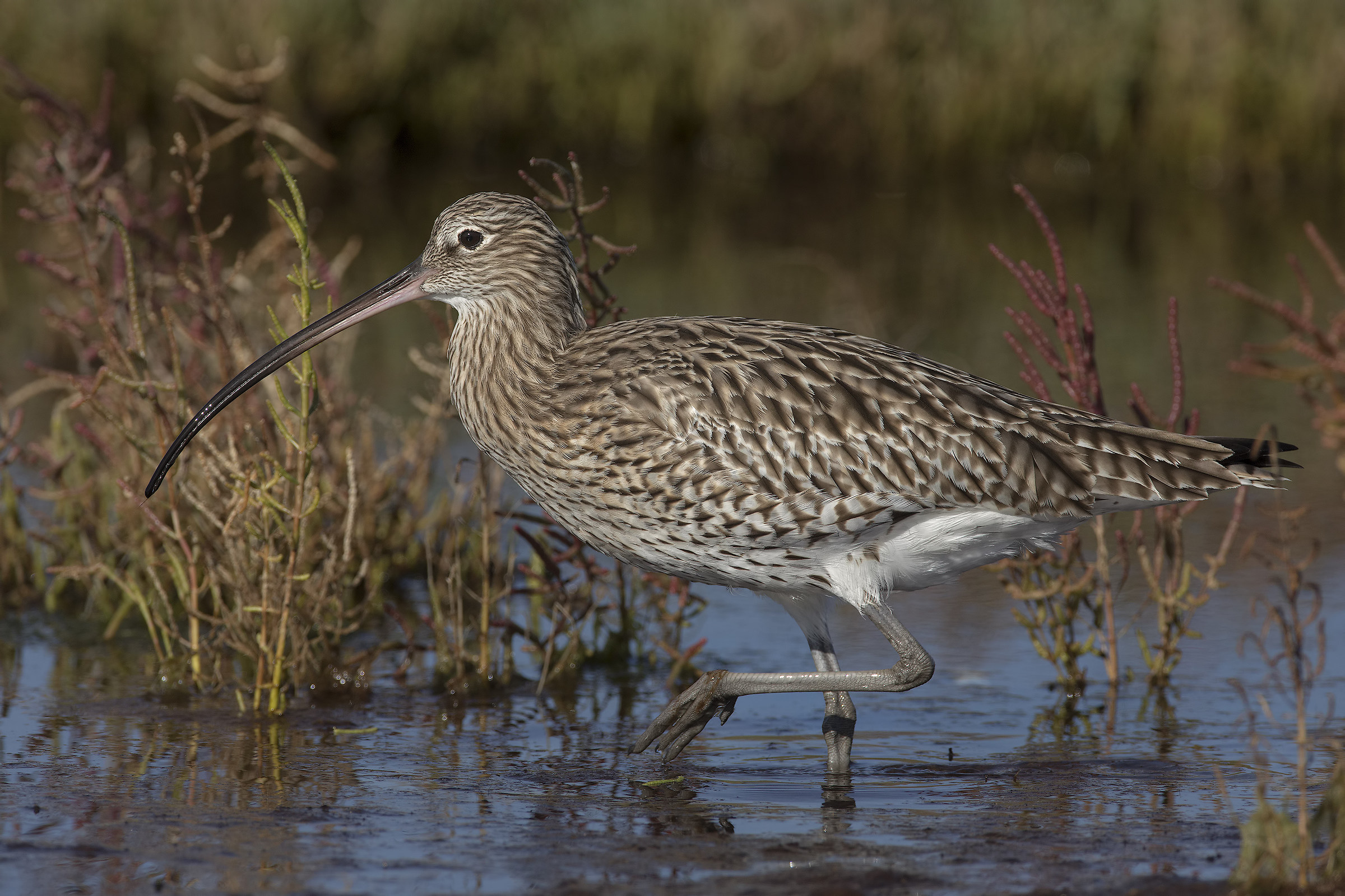 preso....chiurlo in 3k.