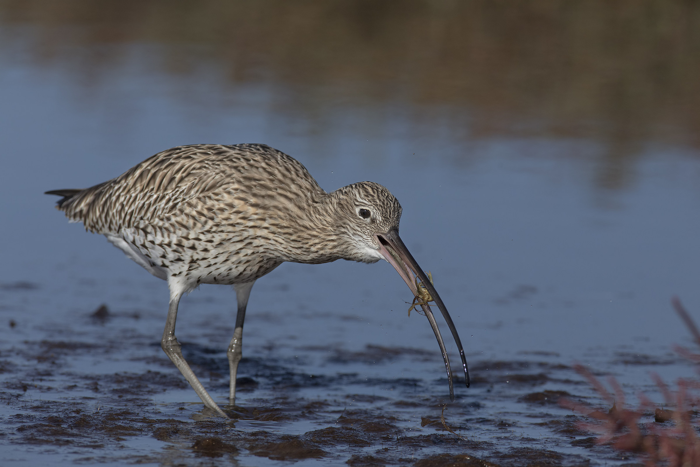 preso....un granchio