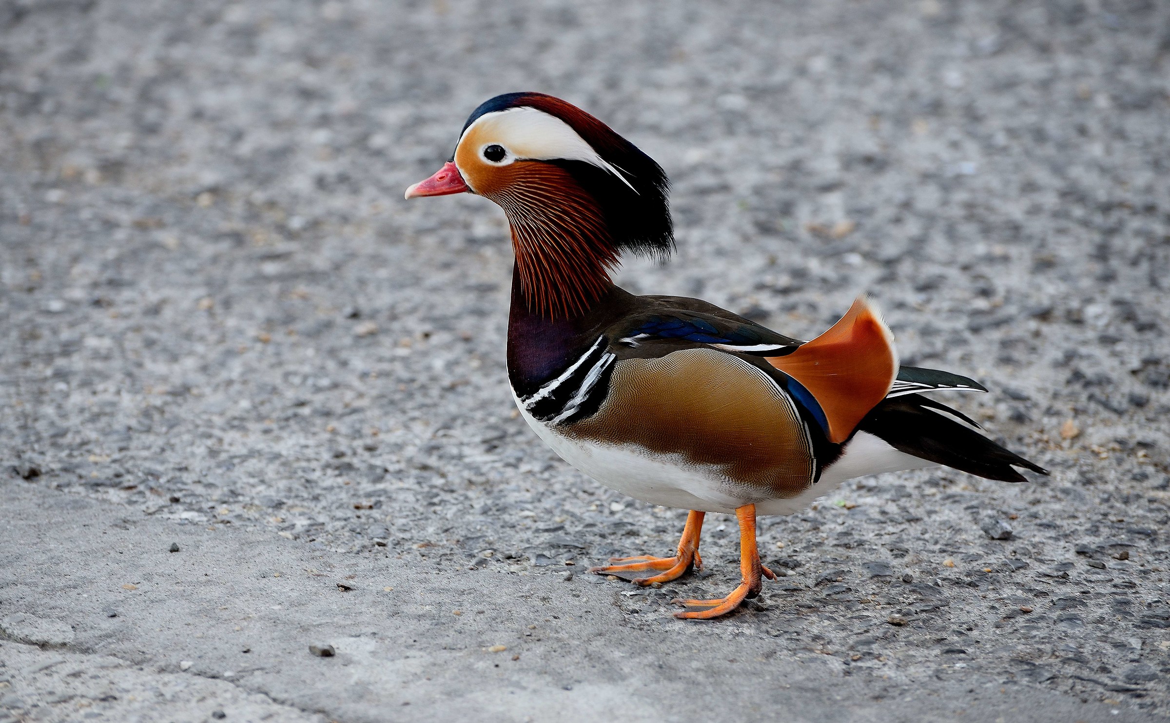 Una simpatica e sperduta paperella asiatica