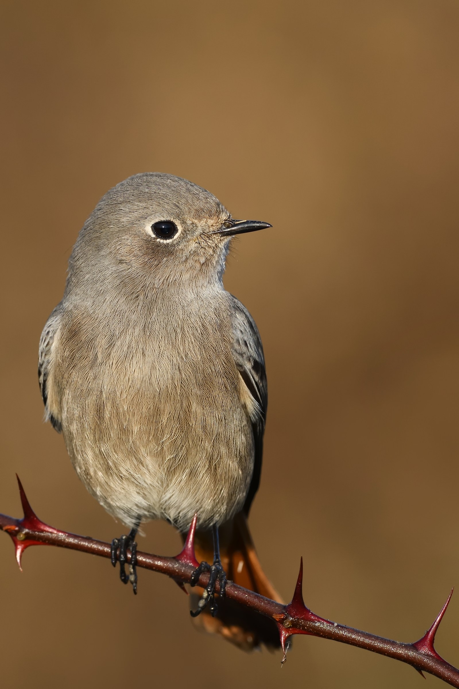 Codirosso spazzacamino F.