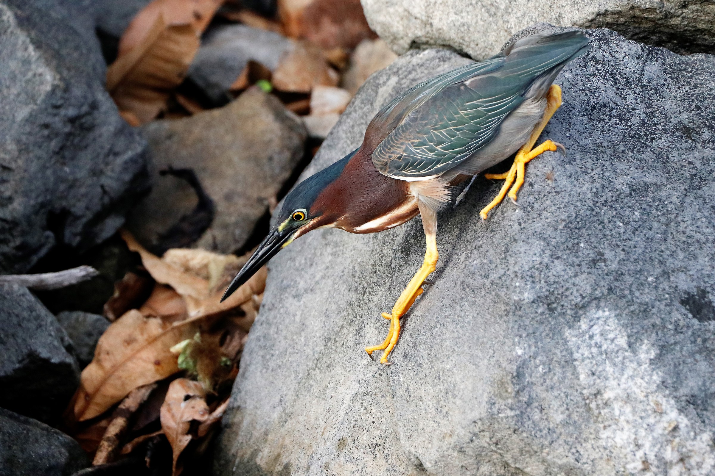 Gaza, Isletas de Granada, Nicaragua