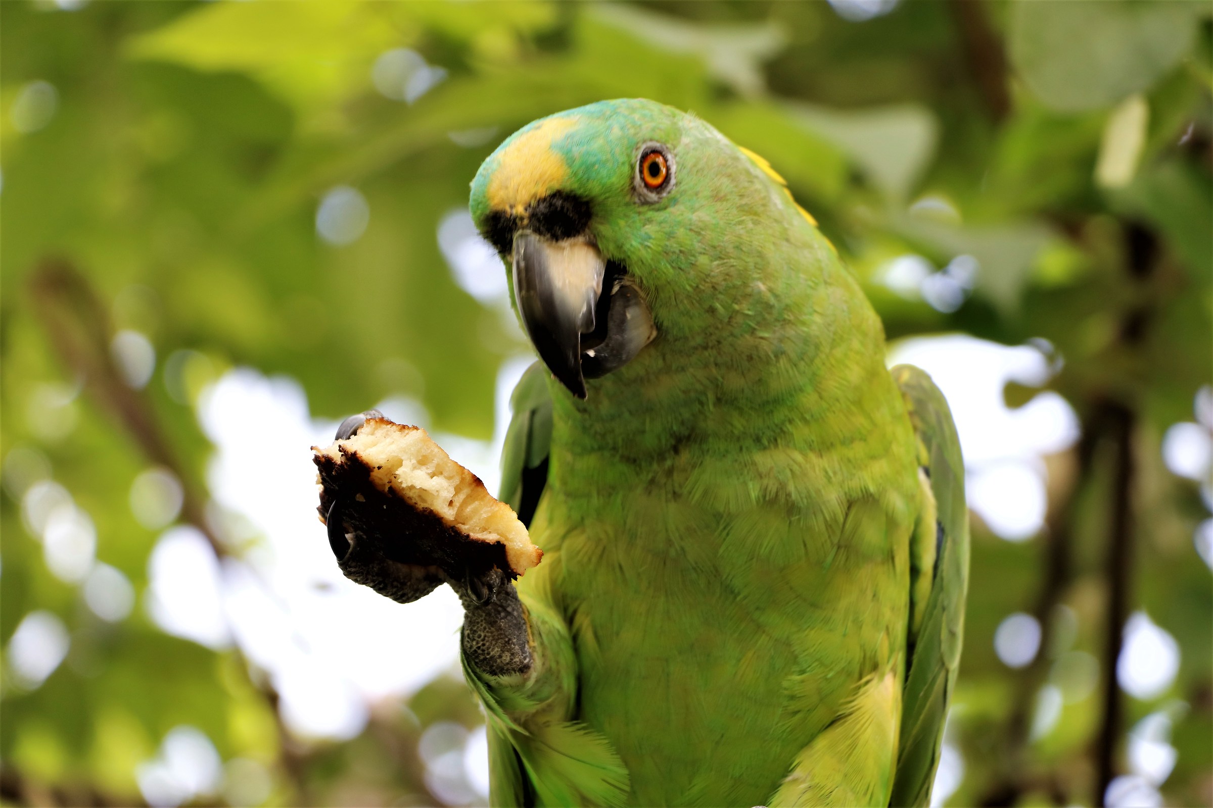Pappagallo Verde, Centro America