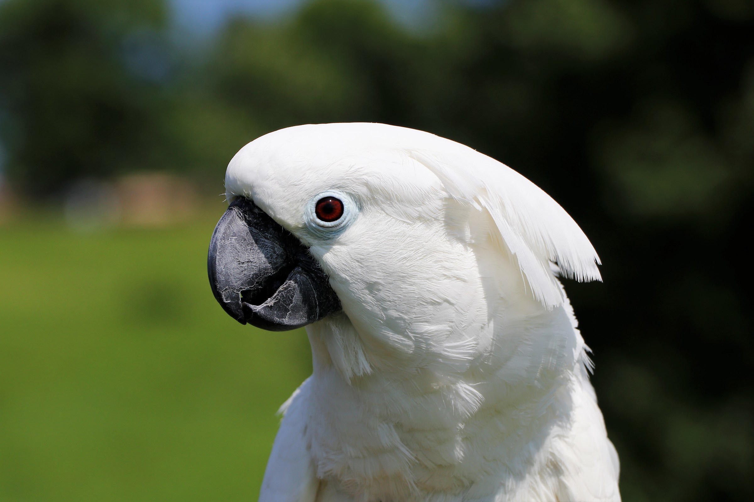 Cacatua