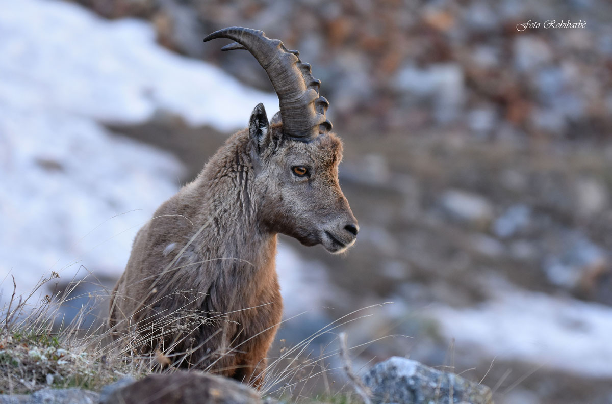Stambecco...primo sole...