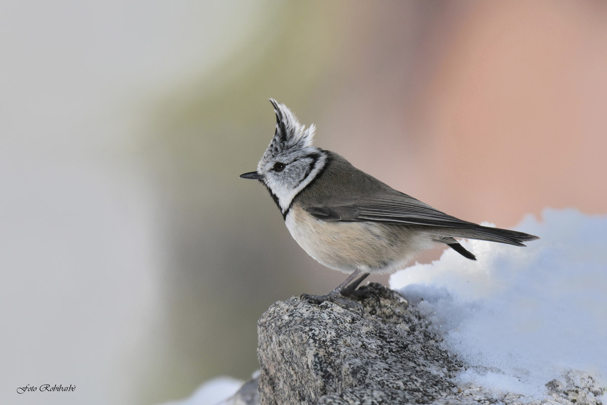 Cuff from the tuft ...