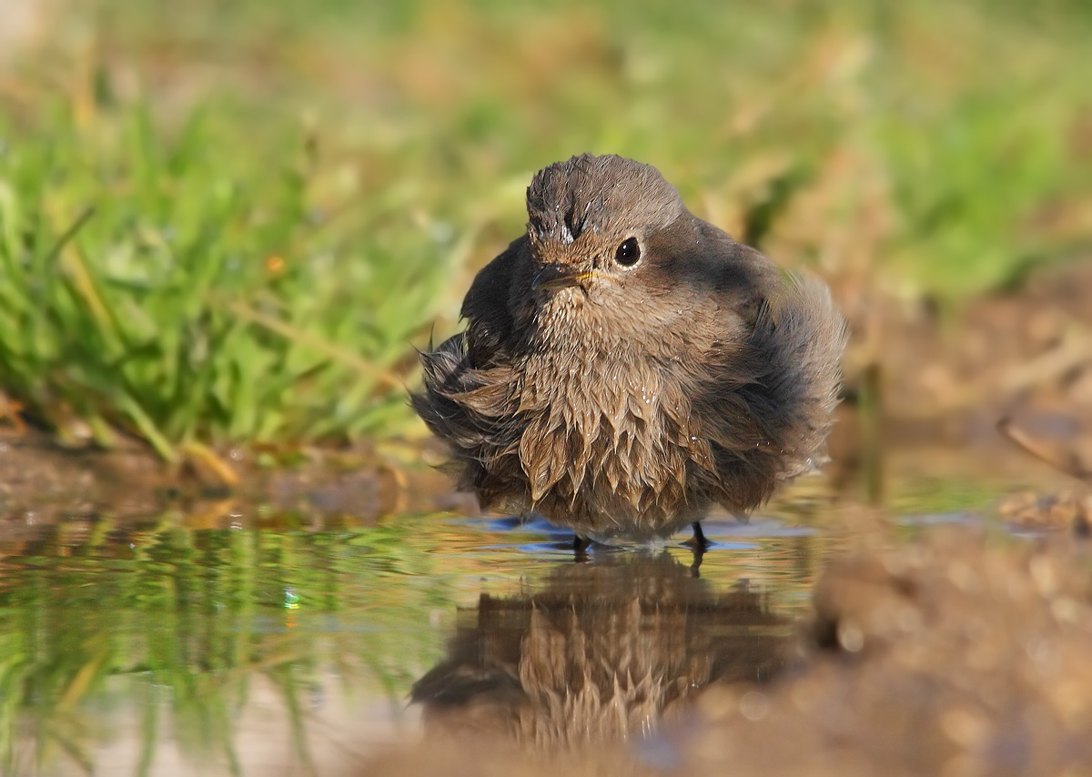 Black Redstart