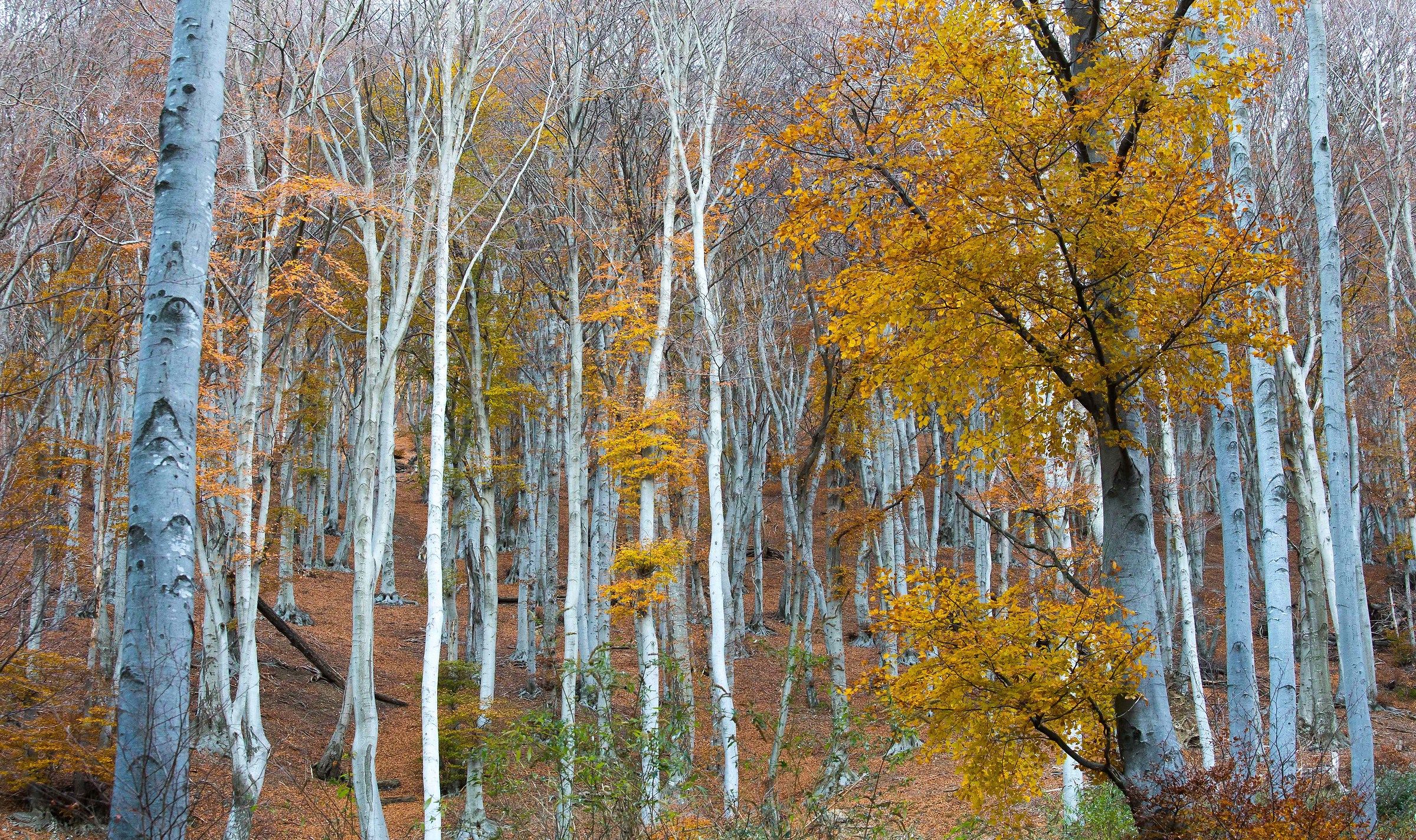 beech tree before the sun