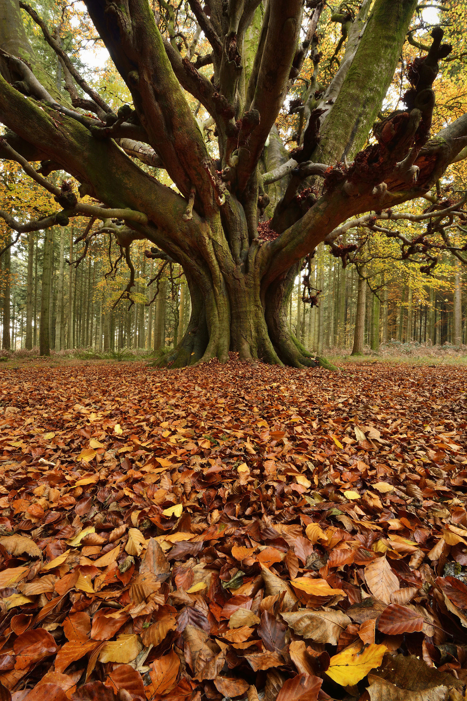 'Ancient Tree 74881'. Beech. Girth 6m 11cm
