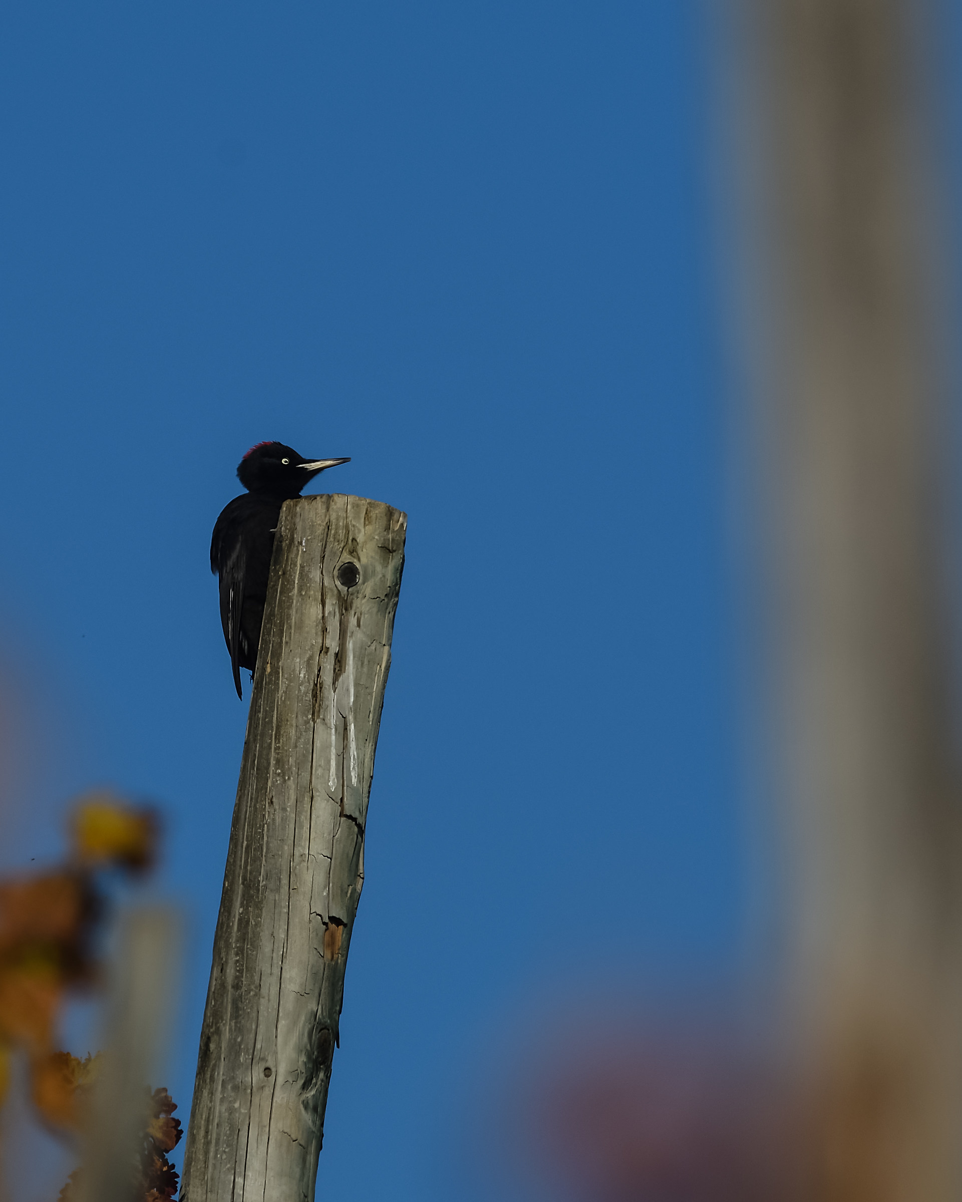 Black woodpecker