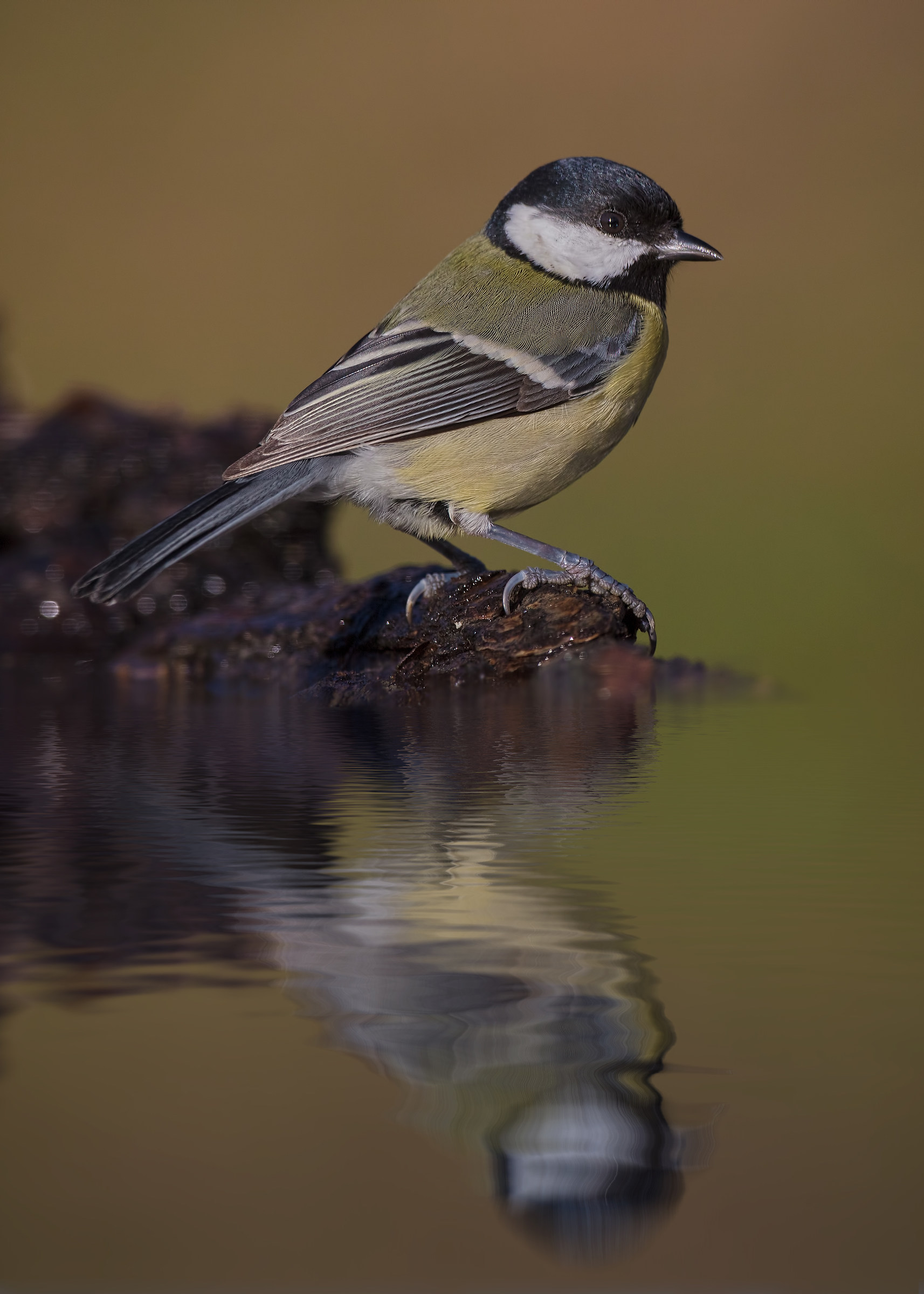 She is fond of posing