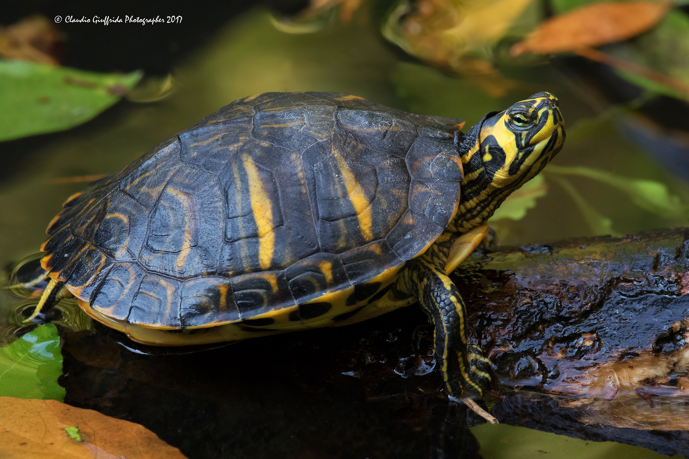 Trachemys scripta scripta