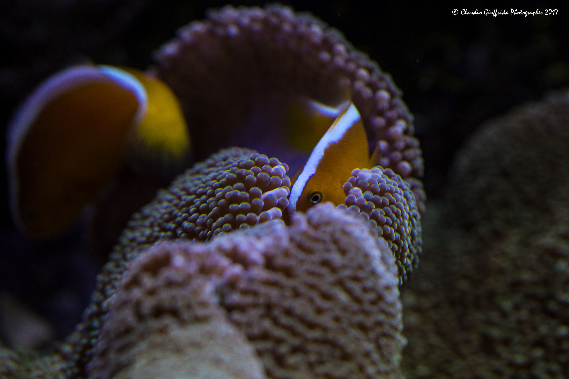 Amphiprion pacificus