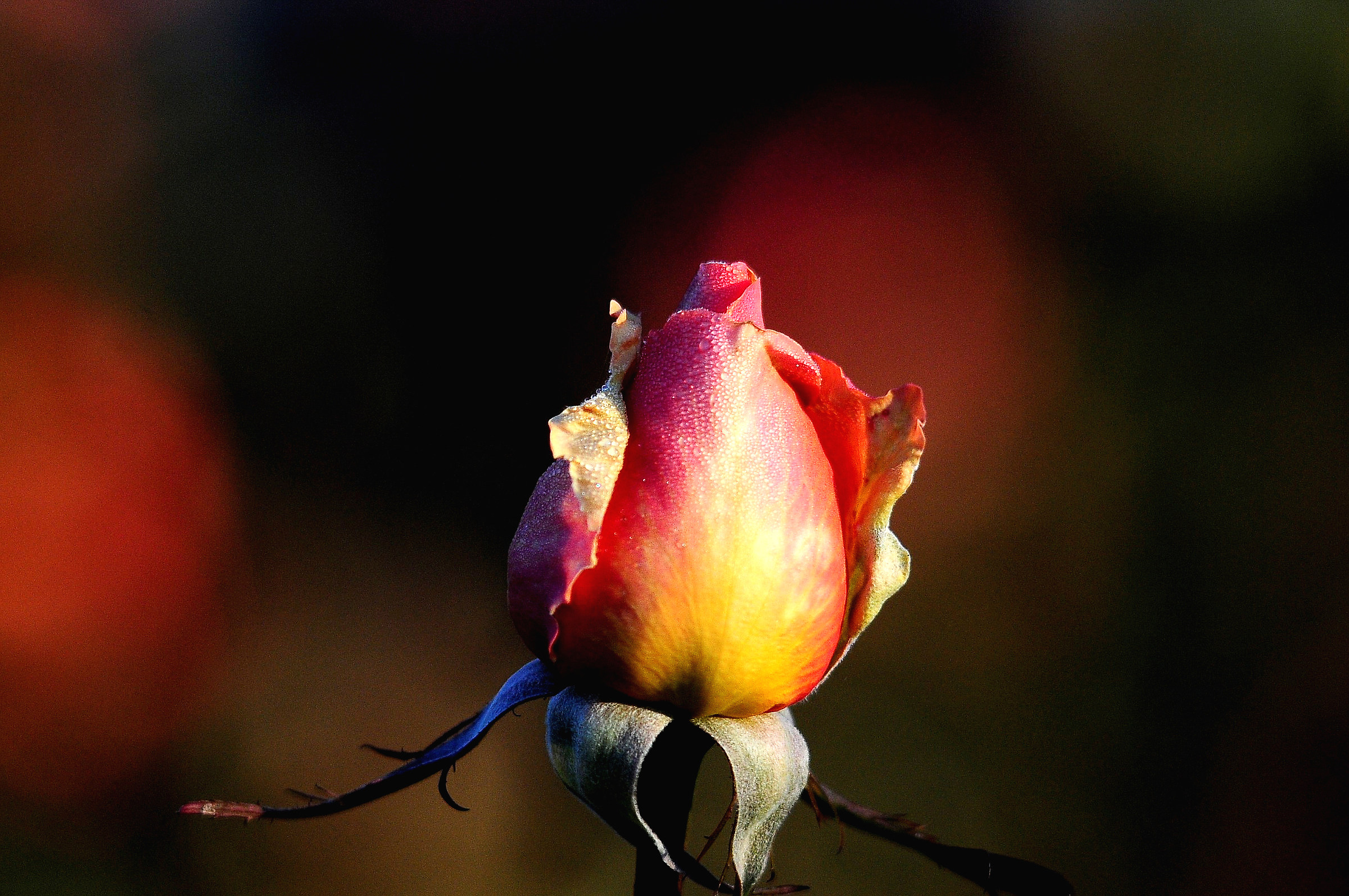 rosa d'inverno - 1
