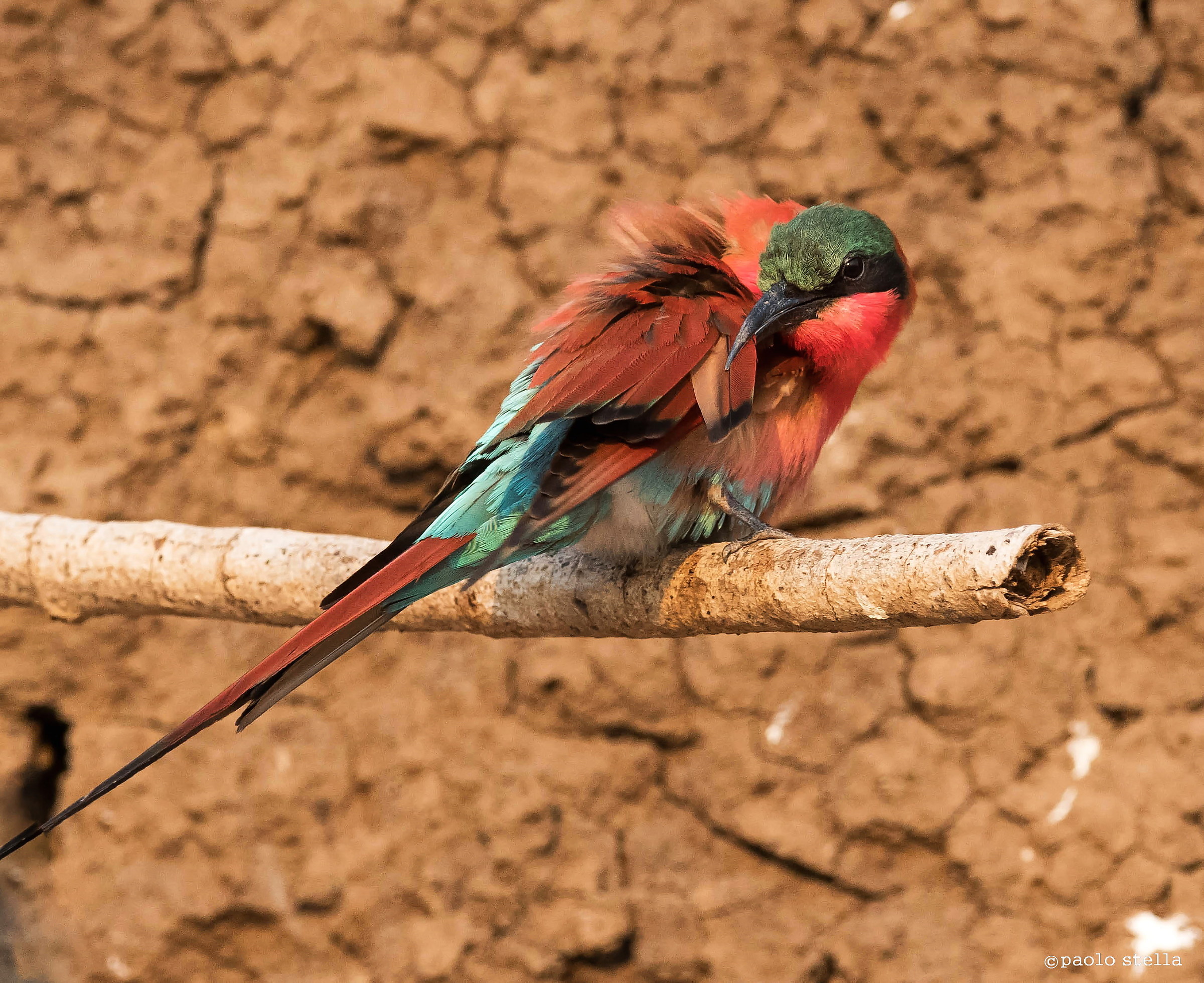 la toilette del carmine bee-eater